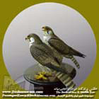 Falco pelegrinoides